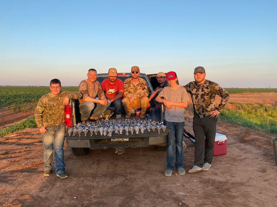 Oklahoma dove hunt limit on the tailgate